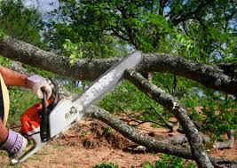 Best Tree Cabling and Bracing  in Creswell, OR